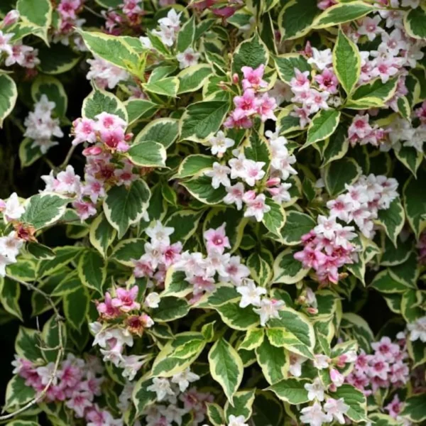 1 Variegate Weigelia 4 Inch Pot, 6-12 Inch Height, Cream Edged Leaves, Red/Pink Blooms