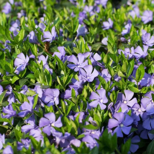 1 Vinca Vine 3.5 in Pot - Periwinkle Ground Cover - Shade-Loving Vine