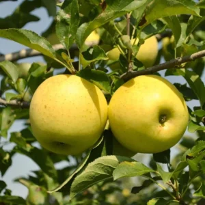 1 Yellow Delicious Apple Tree Qt Pot - Sweet Golden Fruit Tree, Ready to Plant - 12-18 Inch Tall