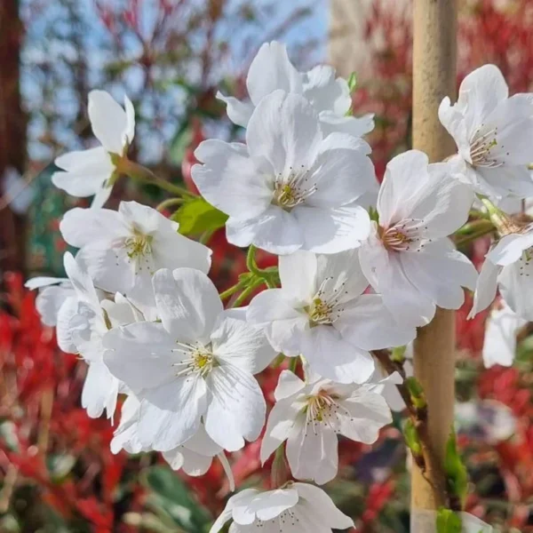 1 Yoshino Cherry Tree 6-12" 2.5 Pot | Prunus × yedoensis, Spring Blossoms