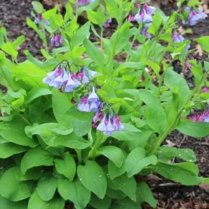 10 Blue Bells Bulbs | Mertensia Virginica | Spring Blooming Perennials | Bare-root