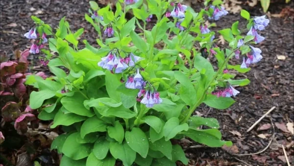 10 Blue Bells Bulbs | Mertensia Virginica | Spring Blooming Perennials | Bare-root