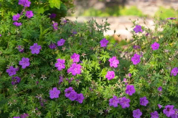 10 Cranesbill Wild Geranium Organic Maculatums Transplant Bare Roots | Vibrant Wildflower for Shade or Sun Gardens