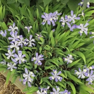 10 Crested Dwarf Iris Plants Bareroot Organic Cristatas Wildflower, Transplant