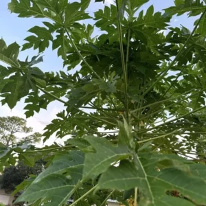 10 Fresh Organic Papaya Leaves Hand-Picked Natural Lá Đu Đủ Premium Quality