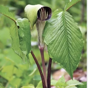 10 Jack-In-The-Pulpit Bulbs Indian Turnip Plant Arisaema Triphyllum Wildflower