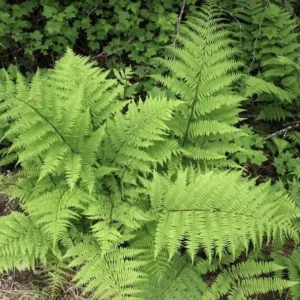 10 Lady Fern Athyrium filix femina Bare Root Native Woodland Ferns