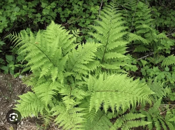 10 Lady Fern Athyrium filix femina Bare Root Native Woodland Ferns