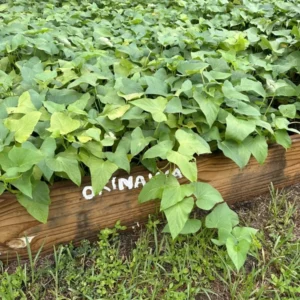 10 Okinawa Sweet Potato Slips | White & Purple Sweet Potato Plants