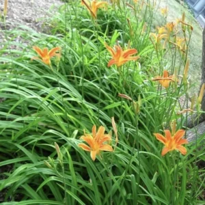 10 Orange Daylily Bulbs Tawny Day Lily Wildflower Organic Perennial Plant