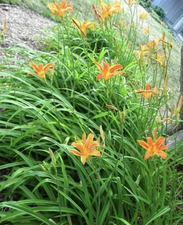 10 Orange Daylily Bulbs Tawny Day Lily Wildflower Organic Perennial Plant