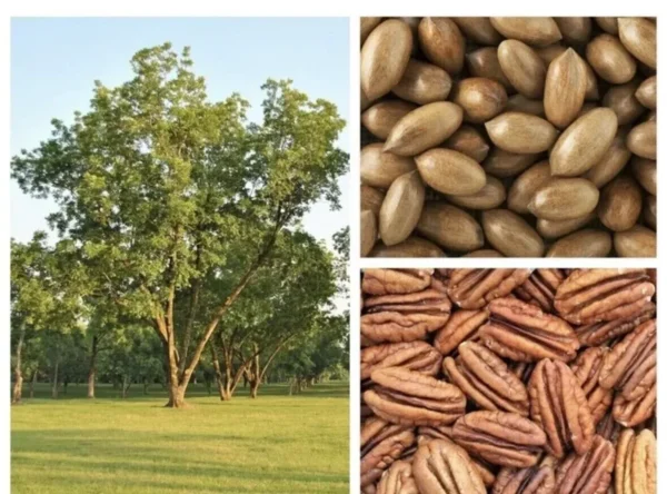 10 Organic Pecan Tree Seeds Carya illinoinensis Perennial Edible Nuts for Planting