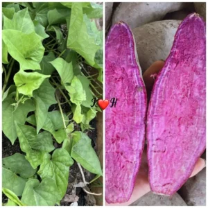 10 Purple Molokai Sweet Potato Slips | Premium Molokai Sweet Potato Cuttings