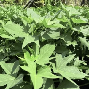 10 Purple Sweet Potato Slips | Khoai Lang Tím Cuttings for Garden Planting