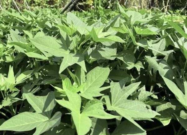 10 Purple Sweet Potato Slips | Khoai Lang Tím Cuttings for Garden Planting