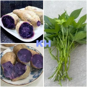 10 Purple & White Japanese Yam Sweet Potato Slips Rooted | Organic Khoai Lang Nhật