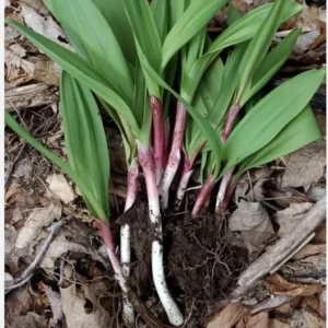 10 Ramps Wild Leeks Organically Grown Bulbs for Planting, Allium Bare Root, Sustainable Garden