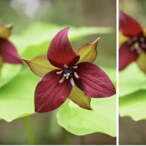 10 Red Trillium Plants Bare Root Bulbs Trillium Erectum Wildflower Shade