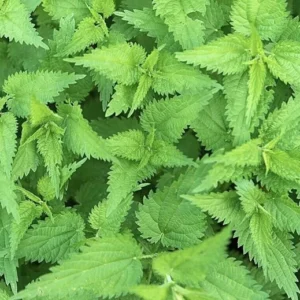 10 Stinging Nettle Bare Root Plants Urtica Dioica Organic Wildflower | Medicinal Herb