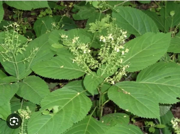 10 Stone Root Plant Bare Root Canadensis Collinsonia Wildflower Herb Perennial