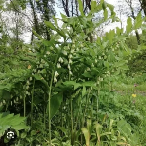 10 True Solomonseal Plant Bare Root Polygonatum Biflorum Seal Transplant | Organic Outdoor Shrubs