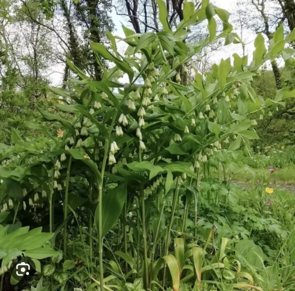 10 True Solomonseal Plant Bare Root Polygonatum Biflorum Seal Transplant | Organic Outdoor Shrubs