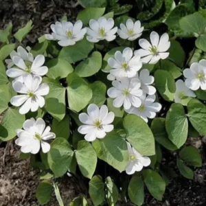 10 Twin Leaf Plant Bareroot Jeffersonia Diphylla, Organic Perennial Wildflower, Native Shade Plant