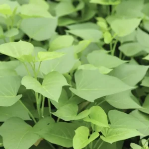 10 White Sweet Potato Slips Cuttings Khoai Lang Premium Starter Plants