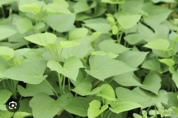 10 White Sweet Potato Slips Cuttings Khoai Lang Premium Starter Plants