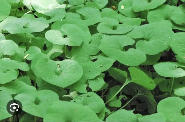 10 Wild Ginger Plant Roots Asarum Canadense Woodland Bare Root | Native Wildflower for Shade Gardens