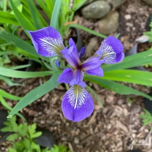 10 Wild Iris (Iris virginica) Bare-root - 12 Inch Tall - Purple/Blue Flowers