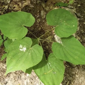 10 Wild Yam Plants Bare Root Dioscorea Organic Vine Bulbs Wildflower