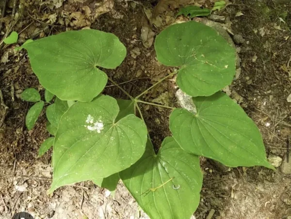 10 Wild Yam Plants Bare Root Dioscorea Organic Vine Bulbs Wildflower