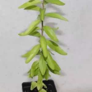 14" Kei Apple Seedling Organic Rare Dovyalis Caffra Edible Tree