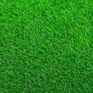 1/4 LB Empire Zoysia Grass Seeds Zoysia Grass Seeds for Lawn | Premium Dark-Green Lawn Grass for Low-Maintenance Turf