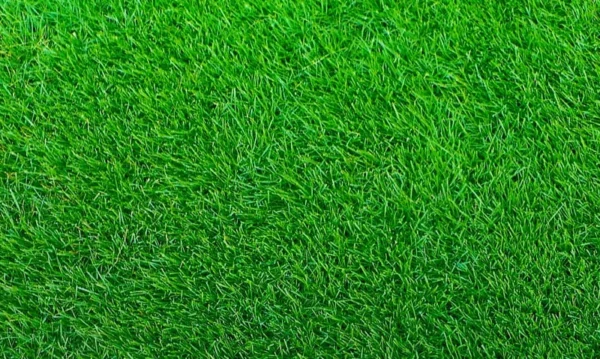 1/4 LB Empire Zoysia Grass Seeds Zoysia Grass Seeds for Lawn | Premium Dark-Green Lawn Grass for Low-Maintenance Turf