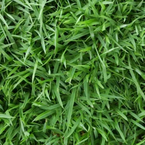 1/8 lb Rare Cavalier Zoysia Grass Seeds Zoysia Grass Seeds for lawn