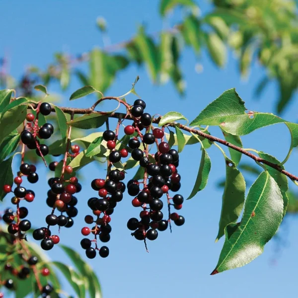 2 Black Cherry Trees Bare-root 6-12" – Fast-growing, Edible Berries, Ornamental