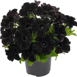 2 Black Petunias Live Plants - Trailing Hanging Flowers