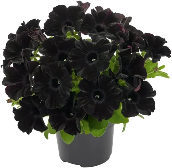 2 Black Petunias Live Plants - Trailing Hanging Flowers