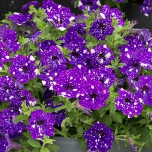 2 Blue Sky Petunias Live Plants - 4 Inch Tall - Blue Petunia Trailing Flowers