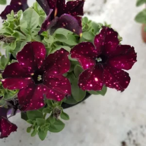 2 Burgundy Sky Petunias Live Plants Trailing Petunia Flowers