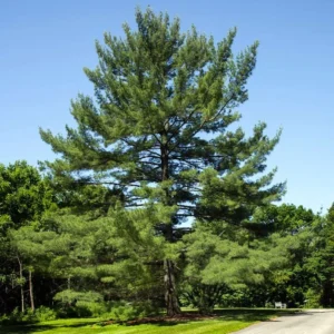 2 Eastern White Pine Tree Bare-root – Fast-Growing Evergreen, 6 to 12 Inch Tall