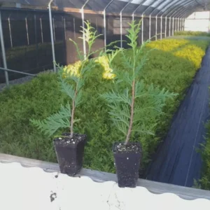 2 Green Giant Arborvitae 2.5