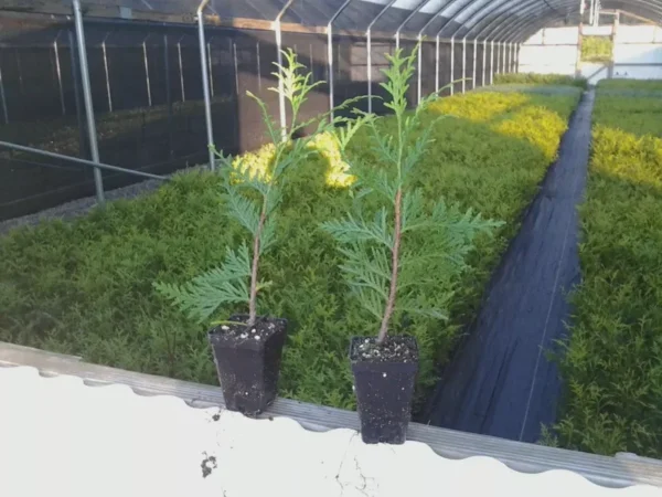 2 Green Giant Arborvitae 2.5" Pot Thuja plicata Fast-Growing Privacy Tree