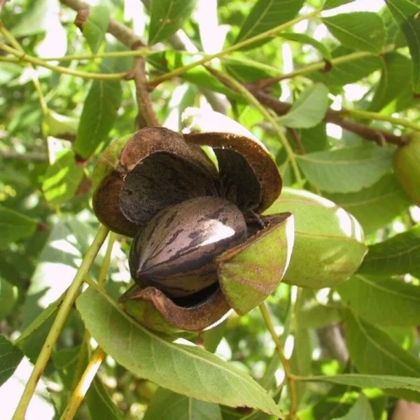 2 Hardy Pecan Trees Bare-root 12-18 Inch Tall | Nut Trees for Planting | Carya illinoinensis