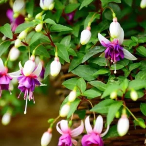 2 Mixed Fuchsia Flower Plants Lantern Flower Plants 4 to 6 Inch Tall, Colorful Flowers for Baskets