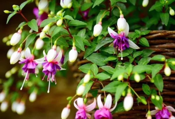 2 Mixed Fuchsia Flower Plants Lantern Flower Plants 4 to 6 Inch Tall, Colorful Flowers for Baskets