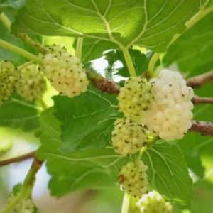 2 Murus Alba White Mulberry Tree Bare-root 12-18 Inch Tall | 2 Trees, Sweet & Juicy Berries