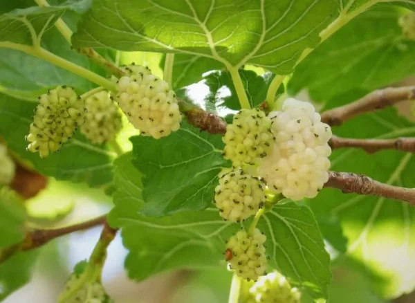 2 Murus Alba White Mulberry Tree Bare-root 12-18 Inch Tall | 2 Trees, Sweet & Juicy Berries